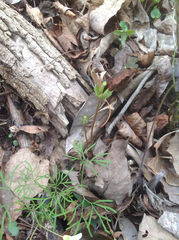 Euphorbia mercurialina