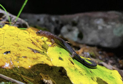 Plethodon virginia