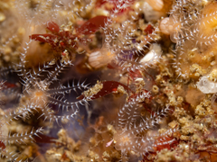 Clavularia crassa