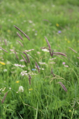 Hordeum brevisubulatum