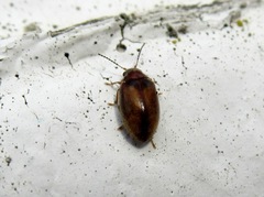 Contacyphon variabilis