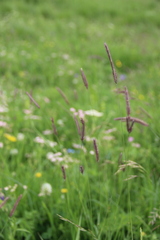 Hordeum brevisubulatum