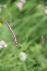 Hordeum brevisubulatum