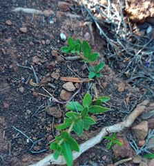 Blepharis integrifolia