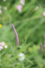 Hordeum brevisubulatum