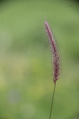 Hordeum brevisubulatum