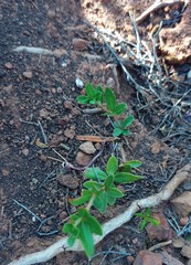 Blepharis integrifolia