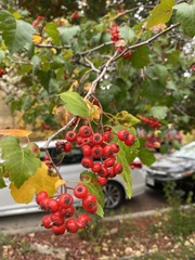 Crataegus