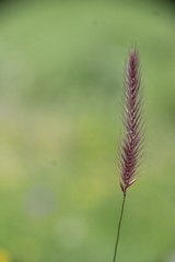 Hordeum brevisubulatum