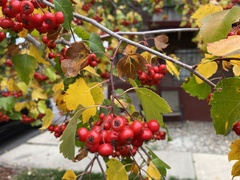 Crataegus