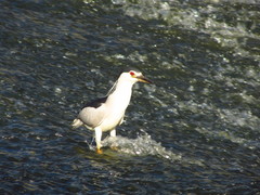 Nycticorax nycticorax