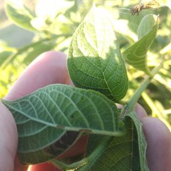 Tournefortia hartwegiana