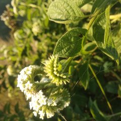 Tournefortia hartwegiana