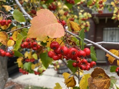 Crataegus