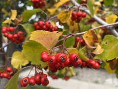 Crataegus