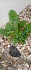 Calotropis procera image