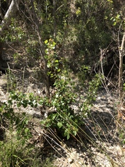 Populus fremontii fremontii