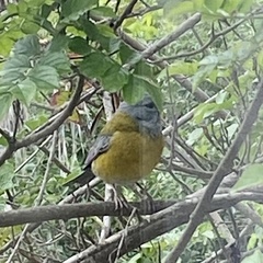 Phrygilus