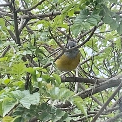 Phrygilus