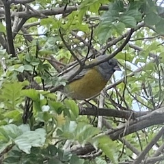 Phrygilus