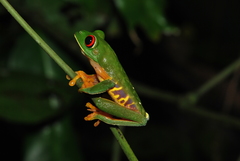 Agalychnis