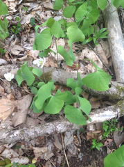 Jeffersonia diphylla