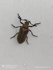 Polytomus marginatus