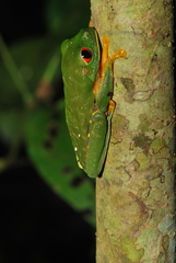 Agalychnis