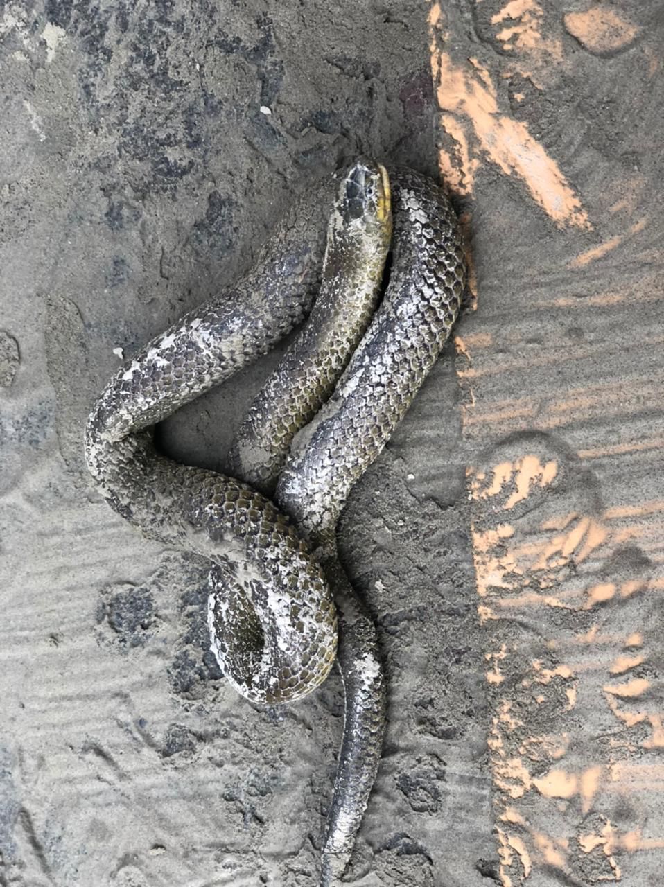 Atractus carrioni image
