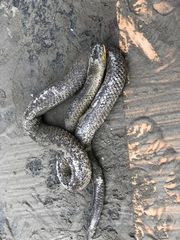 Atractus carrioni