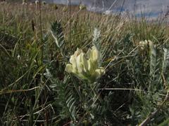 Oxytropis recognita