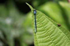 Argia medullaris