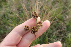 Cyperus reflexus