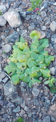 Othonna auriculifolia
