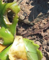 Othonna auriculifolia