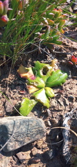 Othonna auriculifolia