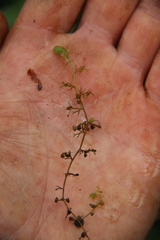 Utricularia minor