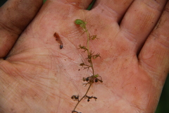 Utricularia minor