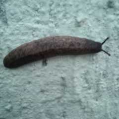 Sarasinula linguaeformis