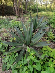 Agave convallis