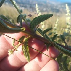 Asterohyptis stellulata