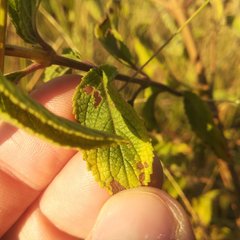 Asterohyptis stellulata