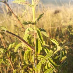 Asterohyptis stellulata