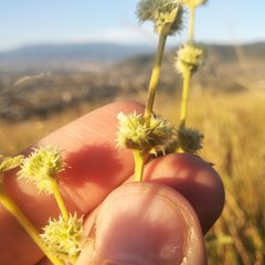 Asterohyptis stellulata
