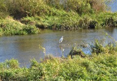 Ardea alba