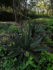 Agave convallis