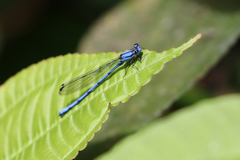Argia medullaris