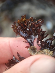 Mazzaella affinis