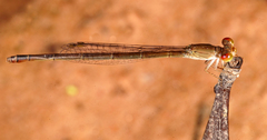 Ceriagrion praetermissum