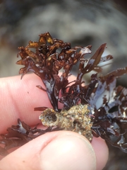 Mazzaella affinis